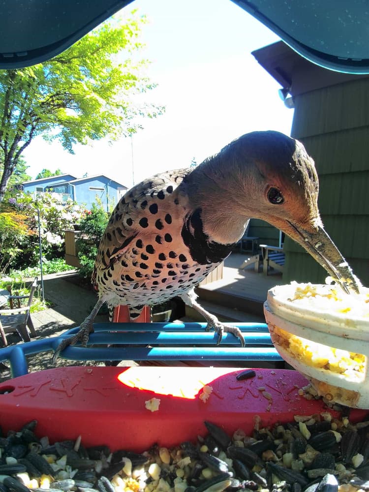 Adult female Northern Flicker