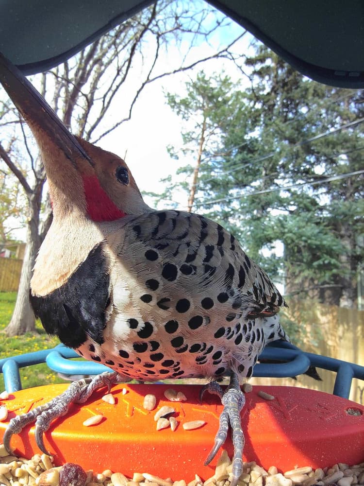 Adult male Northern Flicker