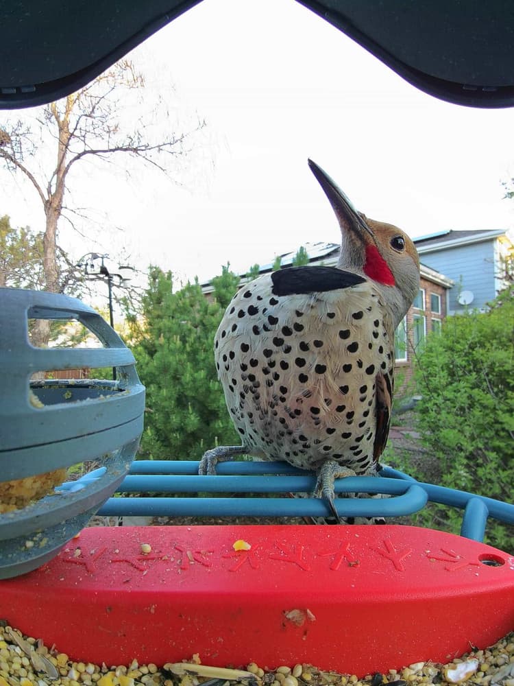 Adult male Northern Flicker
