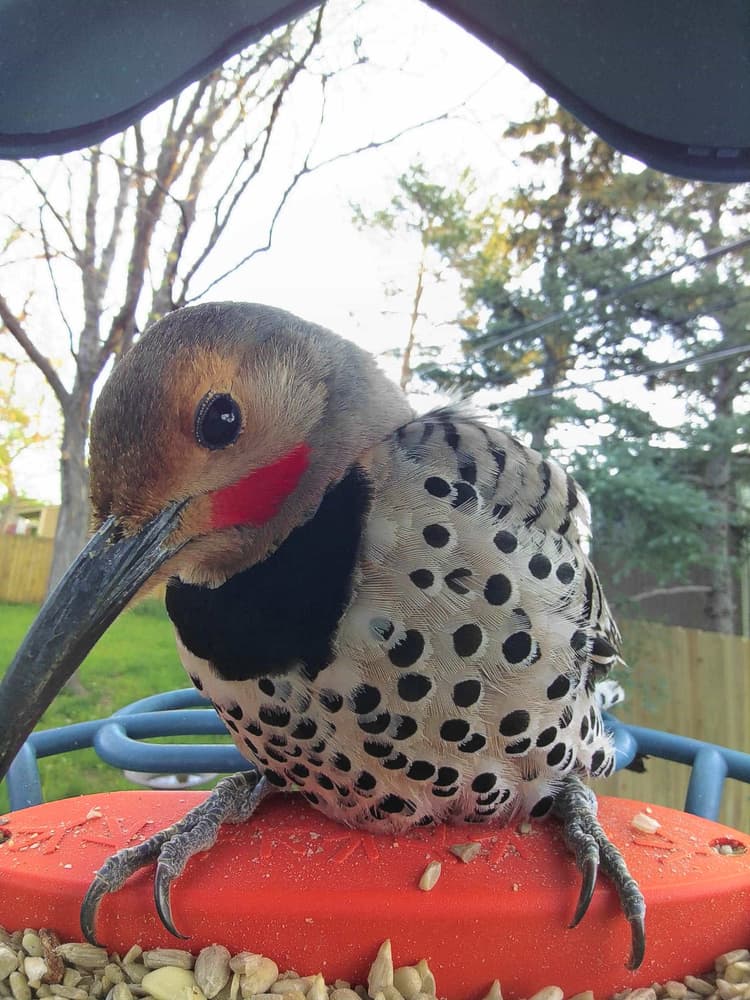 Adult male Northern Flicker