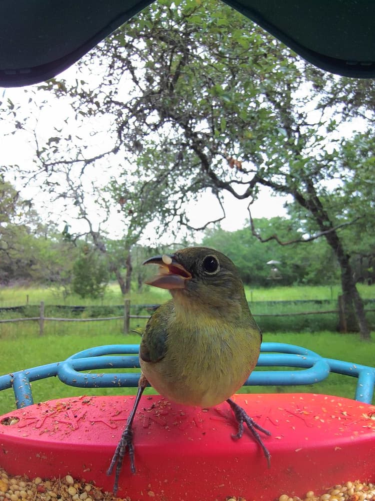 Adult female Painted Bunting