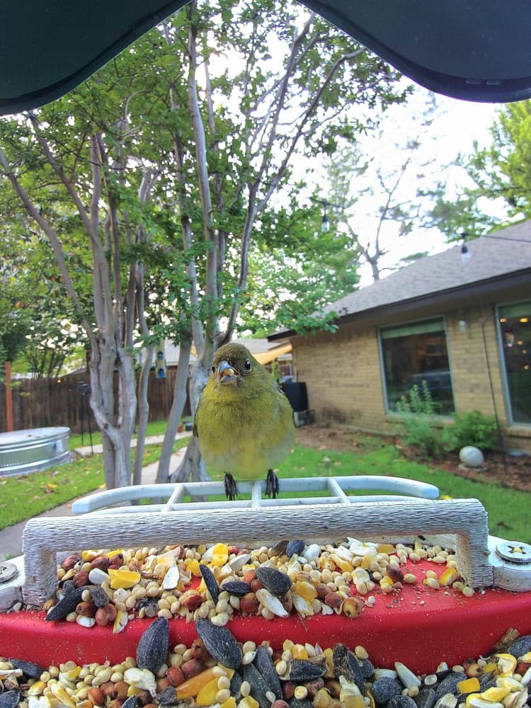 Juvenile Painted Bunting