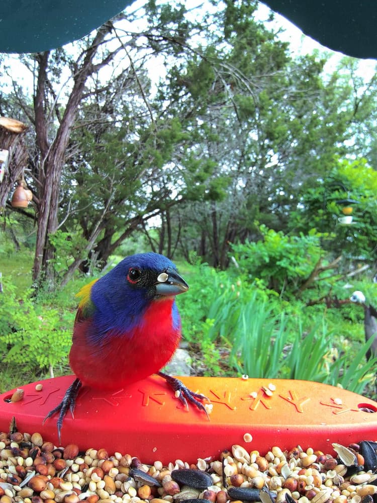 Adult male Painted Bunting