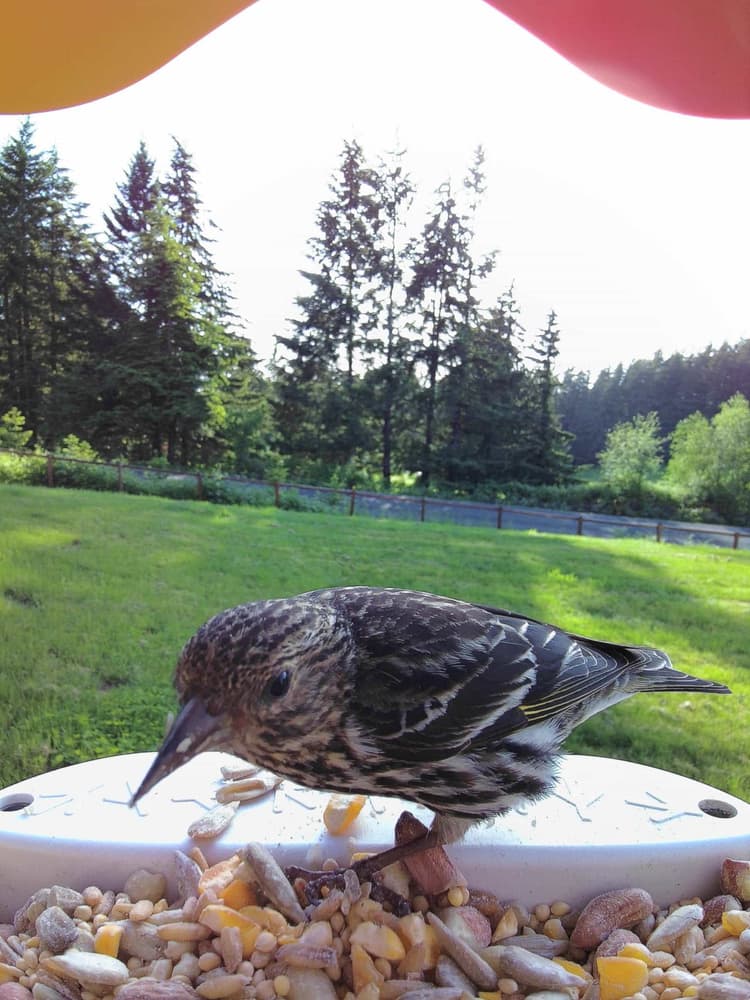 Adult female Pine Siskin