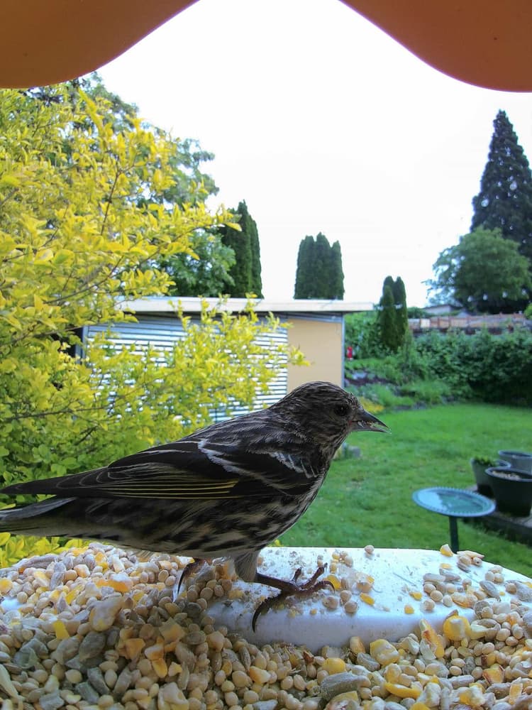 Adult female Pine Siskin