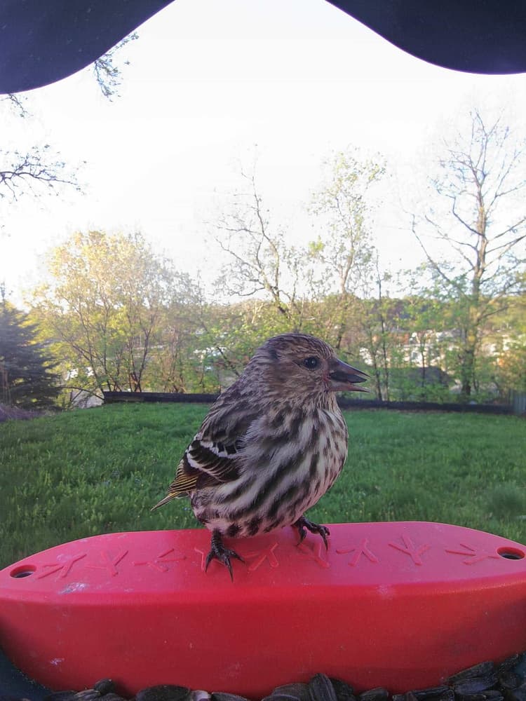 Juvenile Pine Siskin
