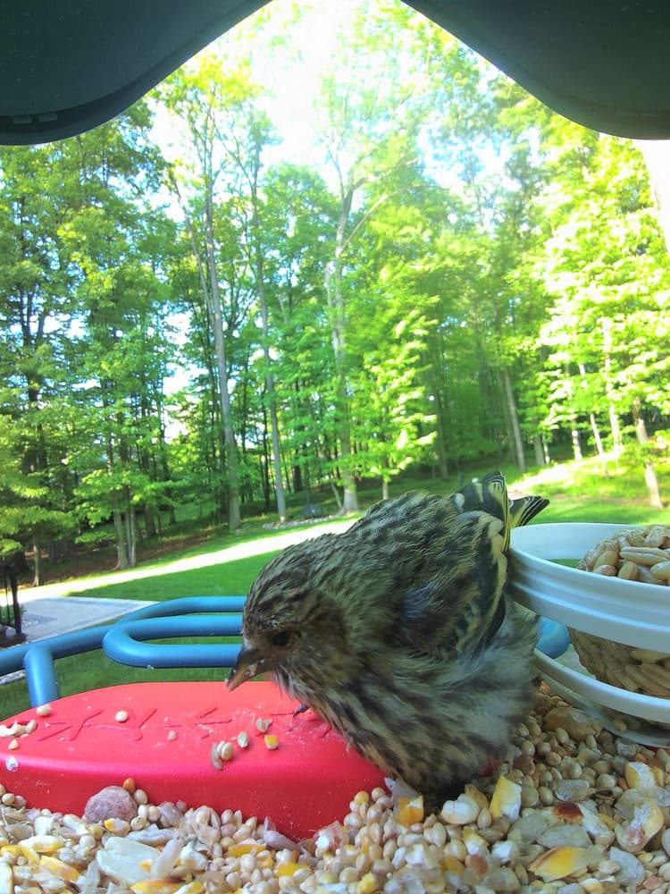 Juvenile Pine Siskin