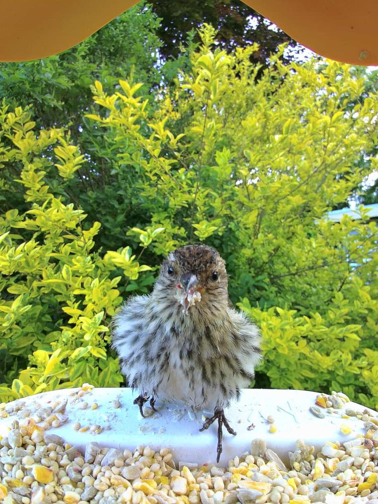 Juvenile Pine Siskin