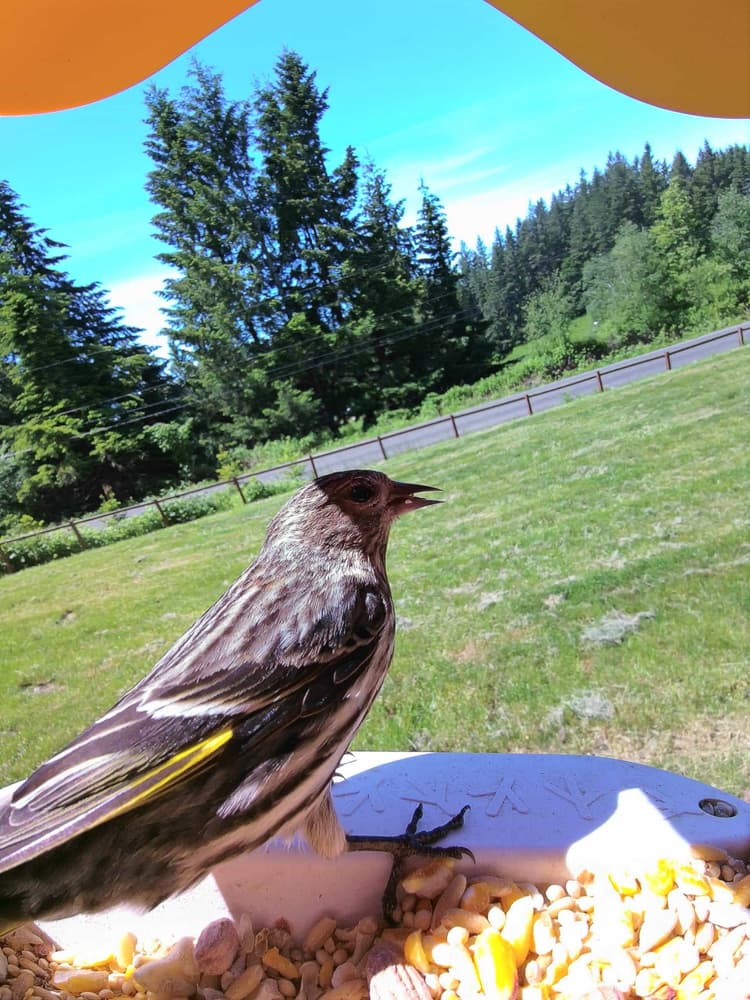 Adult male Pine Siskin