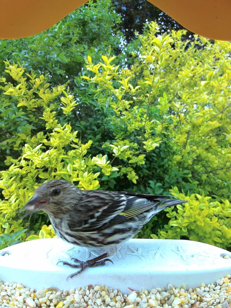 Adult male Pine Siskin