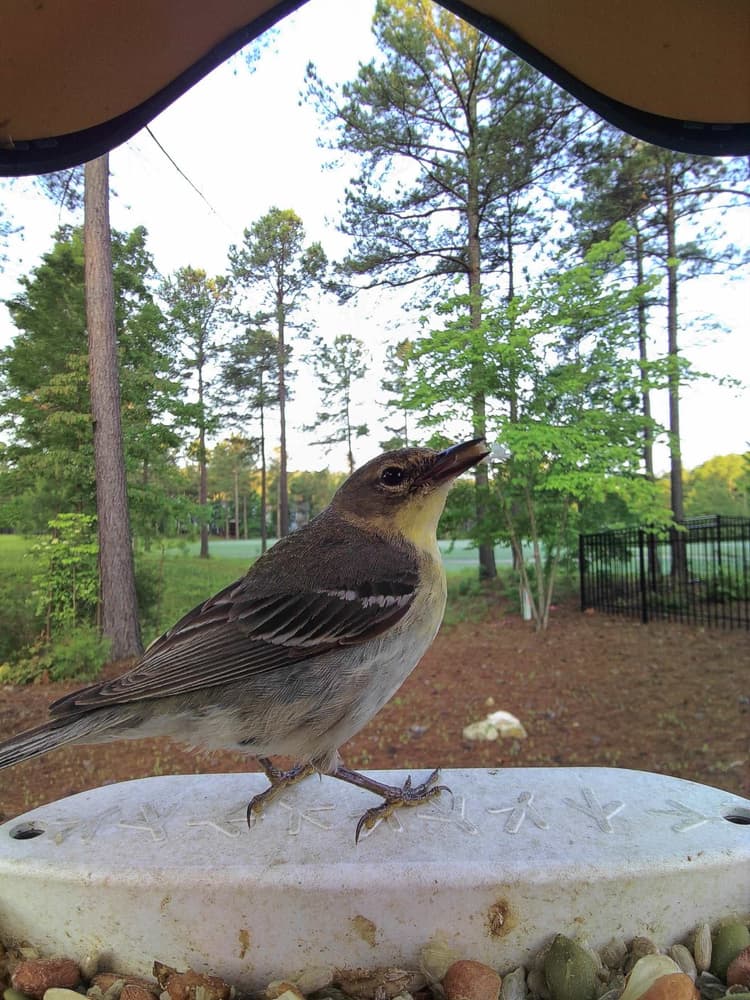 Adult female Pine Warbler