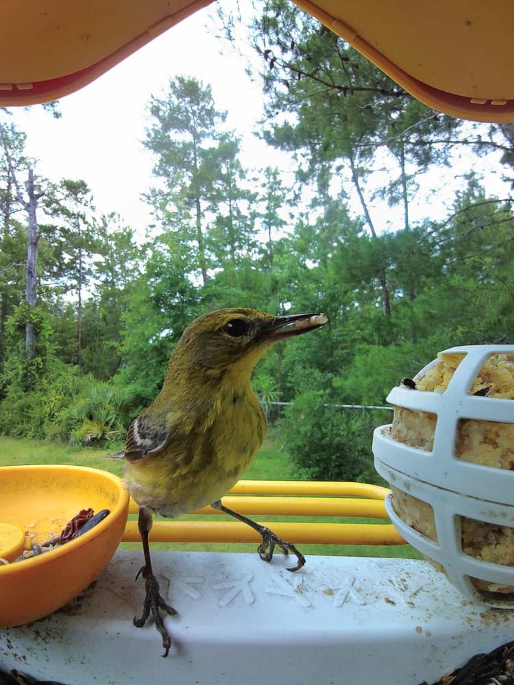 Juvenile Pine Warbler