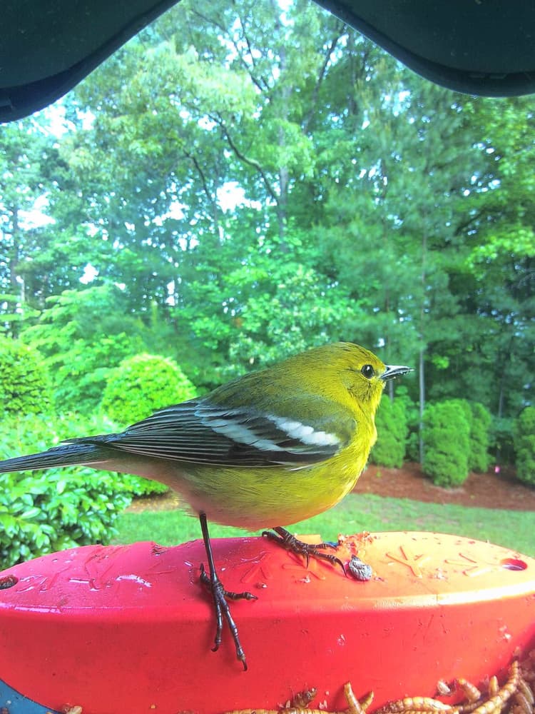 Adult male Pine Warbler