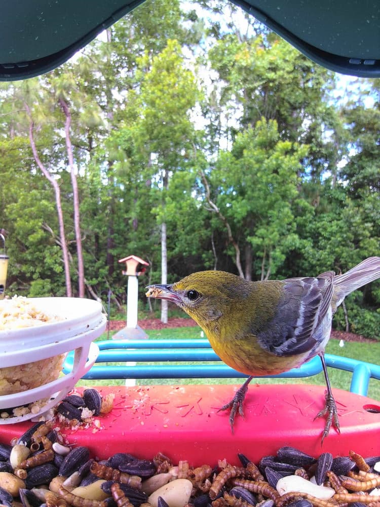 Adult male Pine Warbler