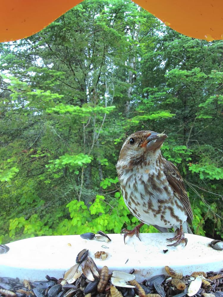 Adult female Purple Finch