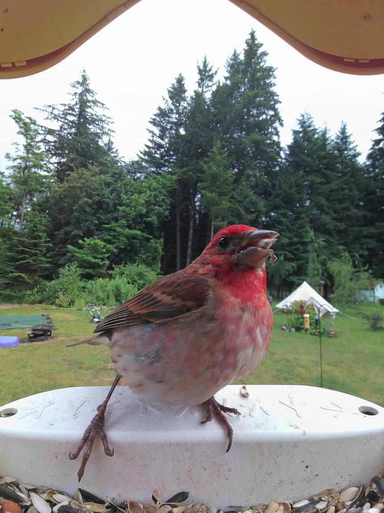 Adult male Purple Finch