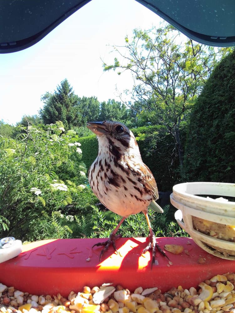 Adult female Song Sparrow