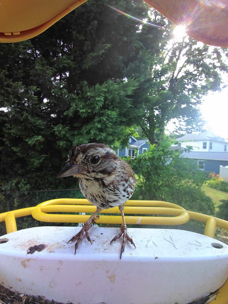 Juvenile Song Sparrow