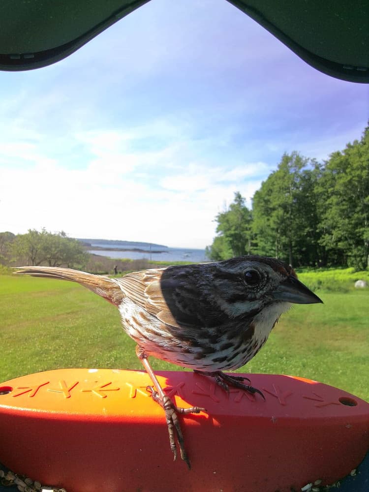 Adult male Song Sparrow