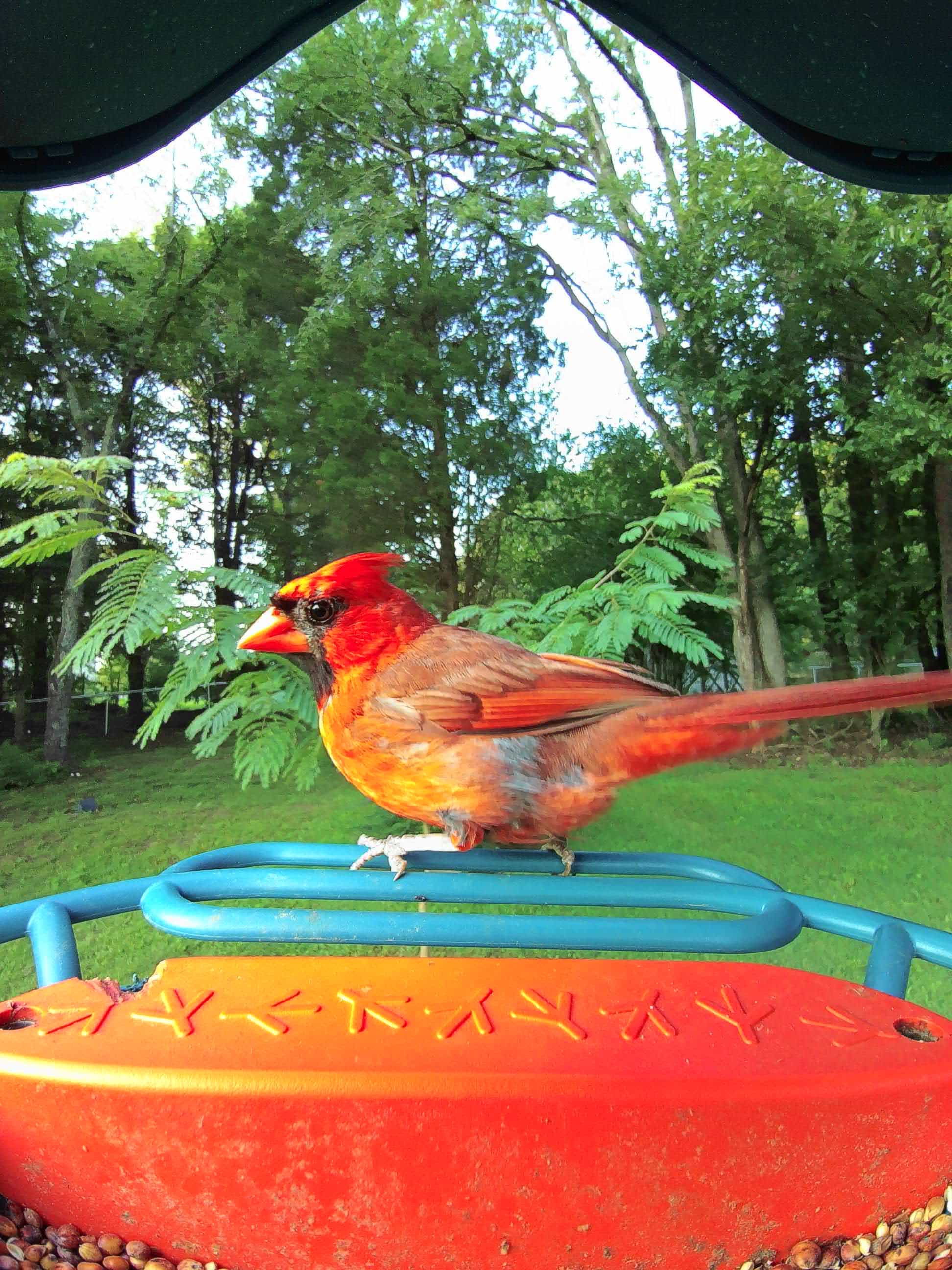 Red Wing on a feeder