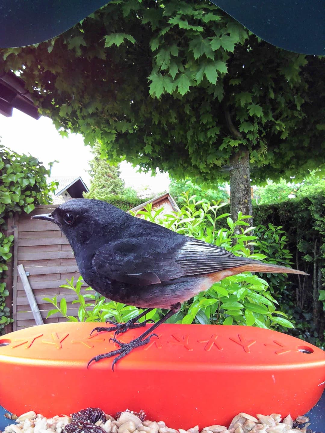Black Redstart