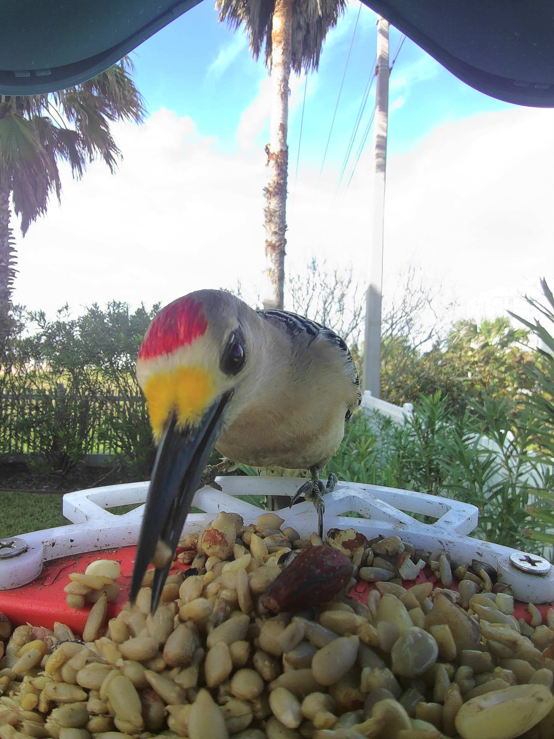San Angelo on a feeder