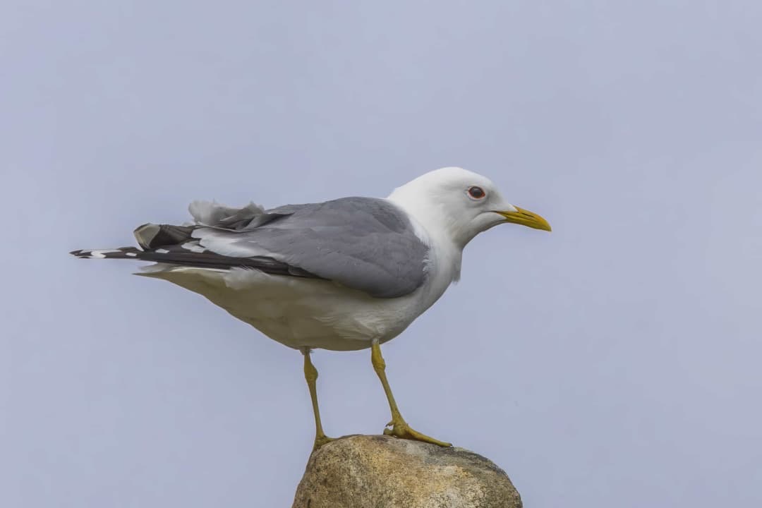 Common Gull