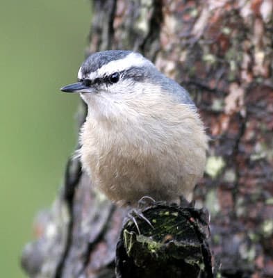 Snowy-Browed Nuthatch