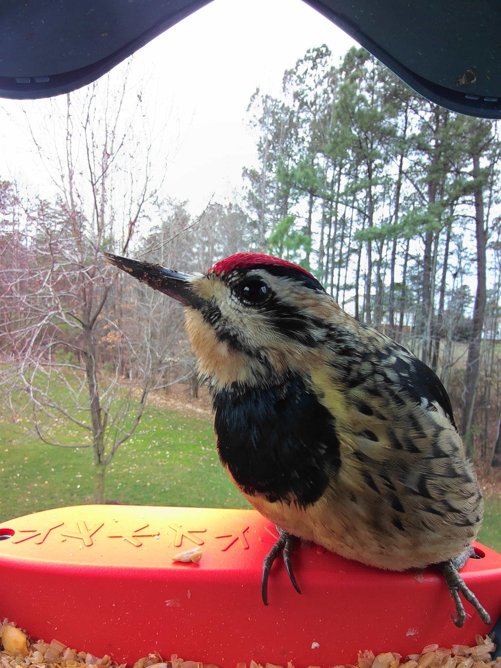 La Crosse on a feeder
