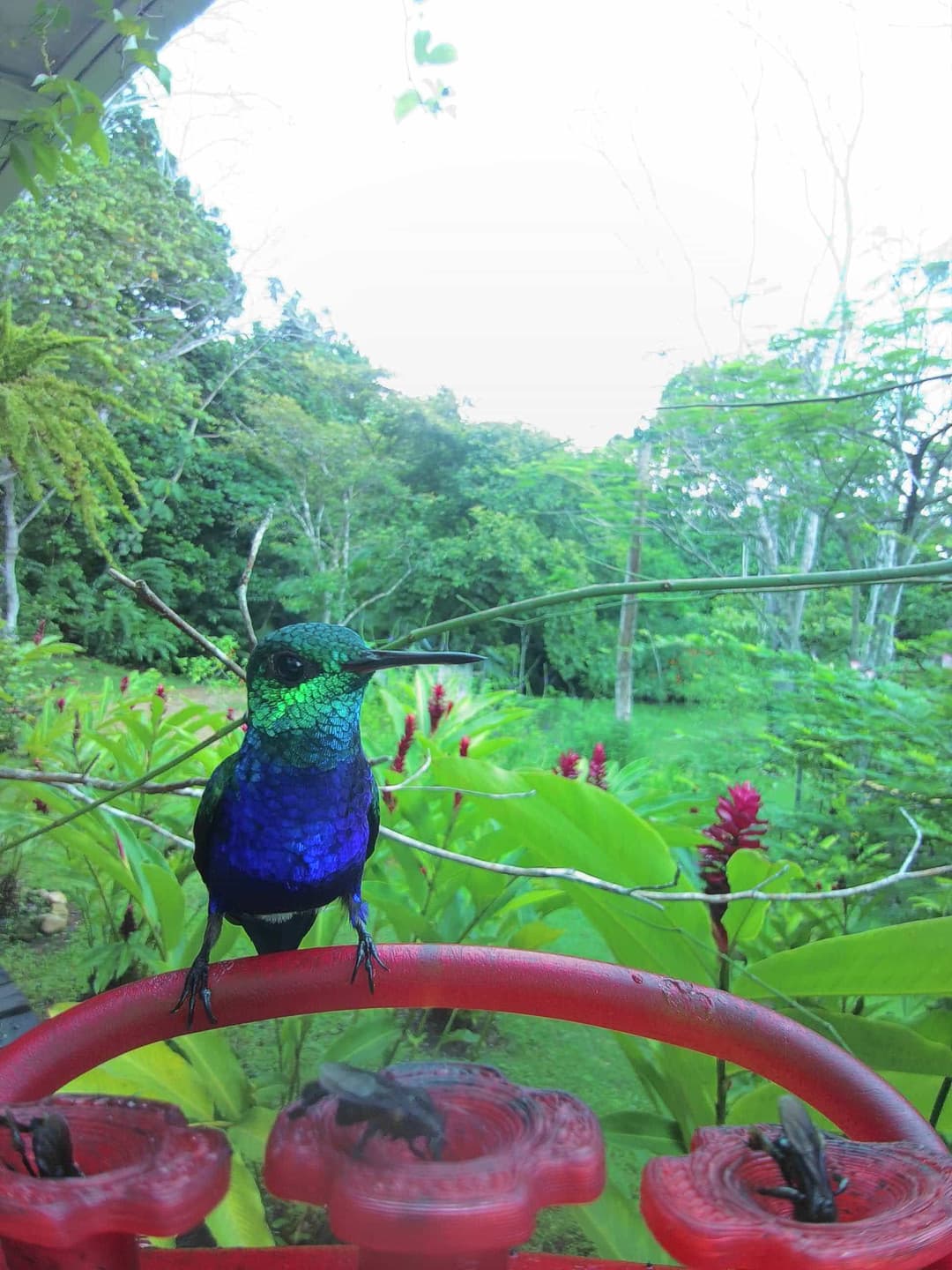Blue-Chested Hummingbird