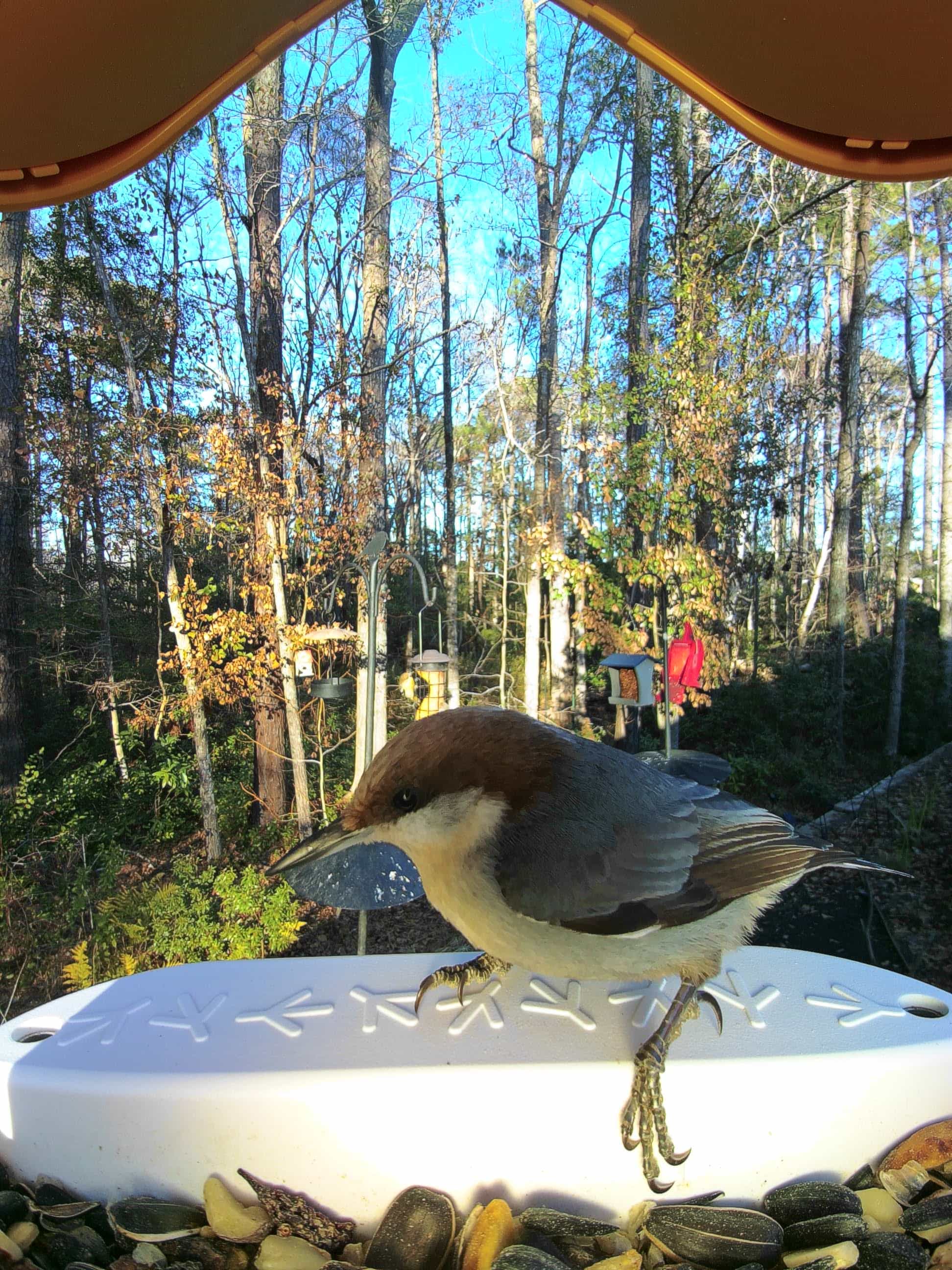 Indian Trail on a feeder