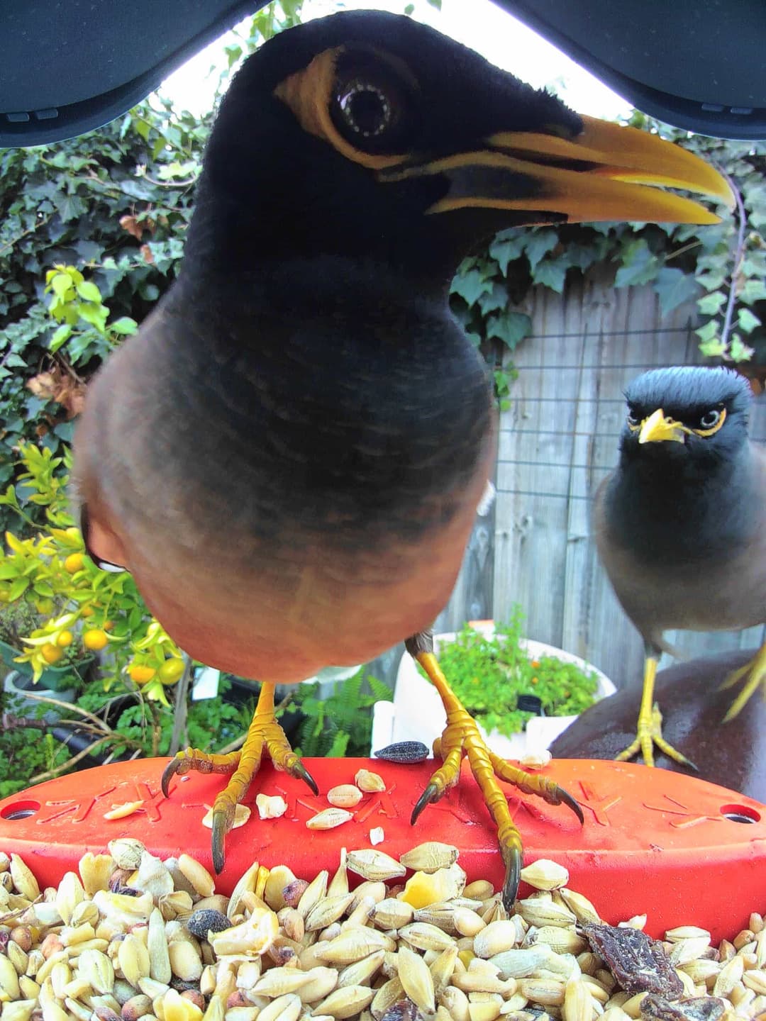 Common Myna