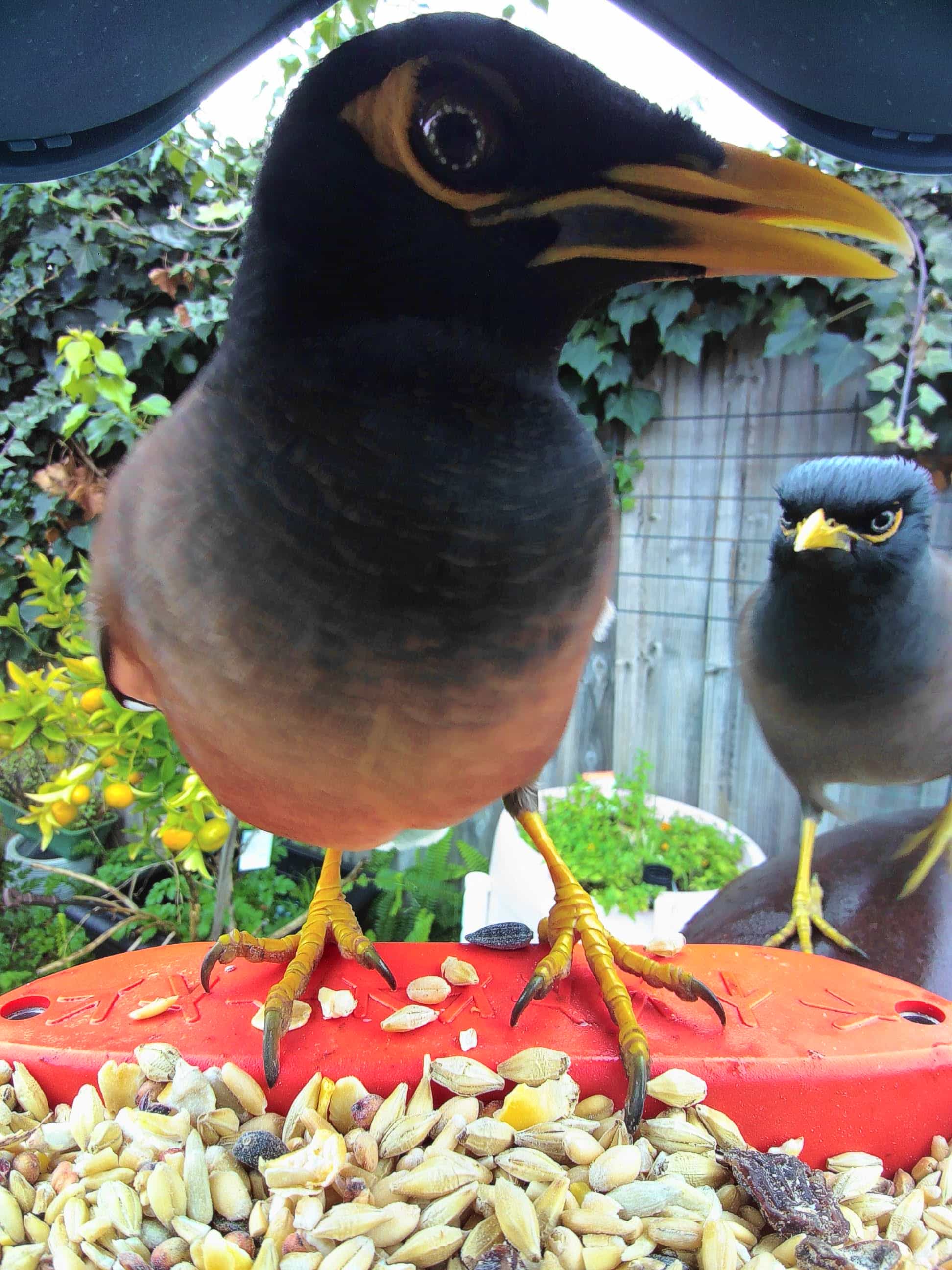 Honolulu on a feeder