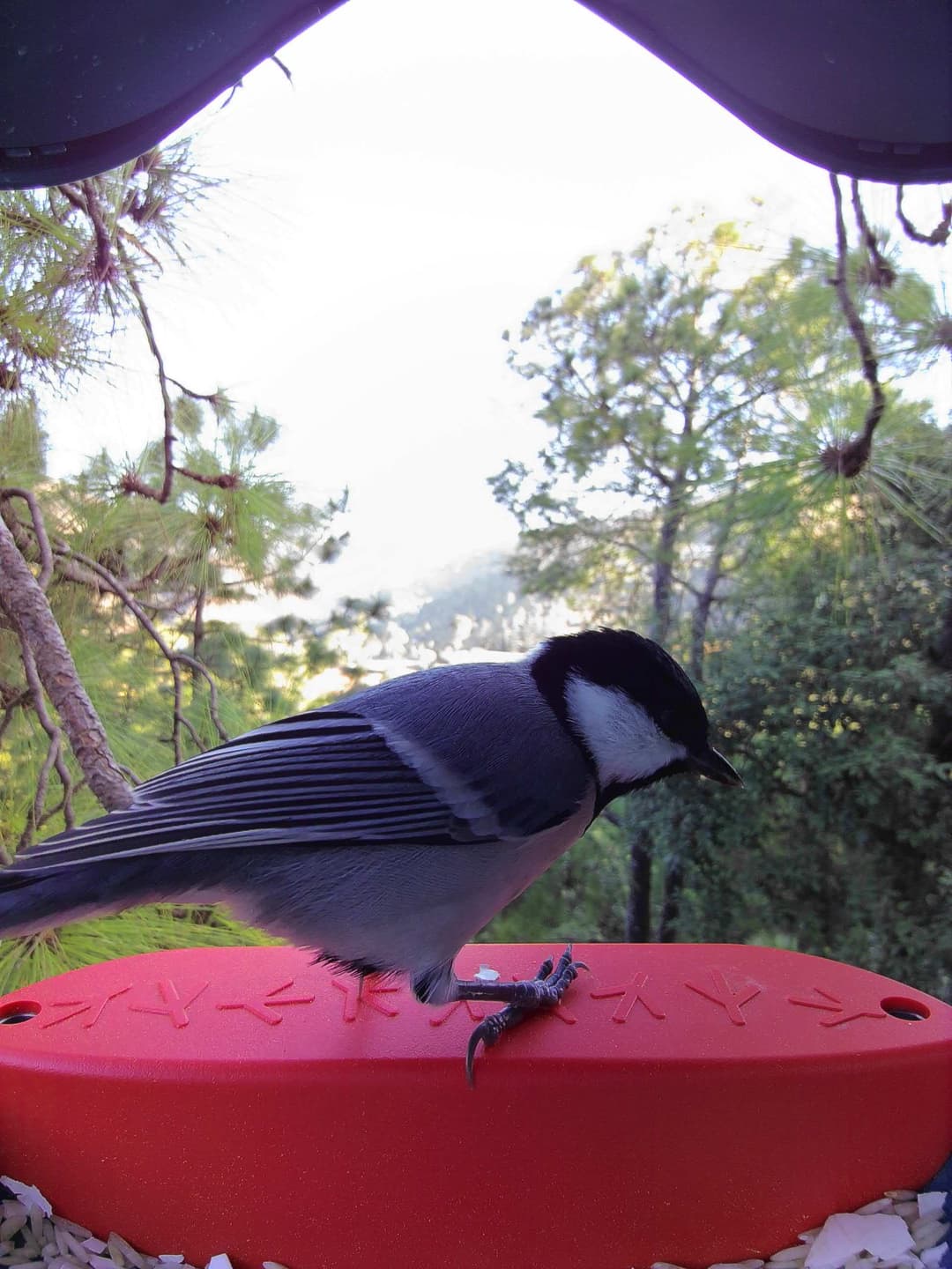 Cinereous Tit