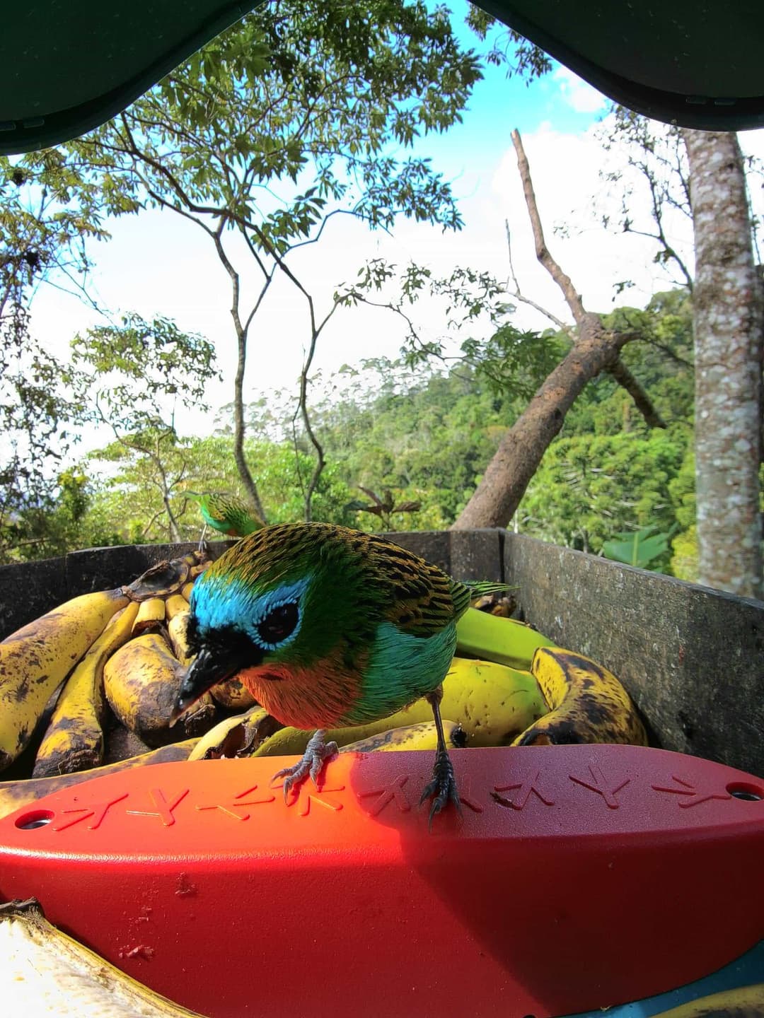 Brassy-Breasted Tanager