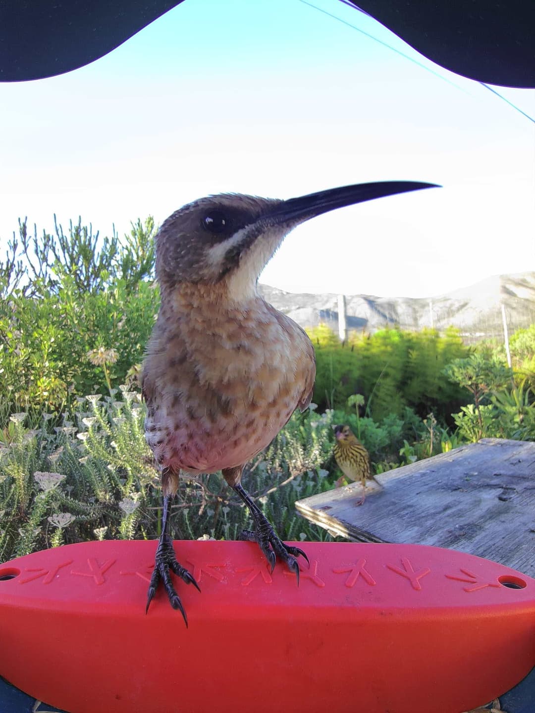 Sugarbird