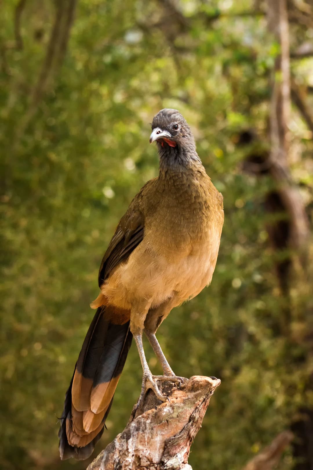 Chachalaca