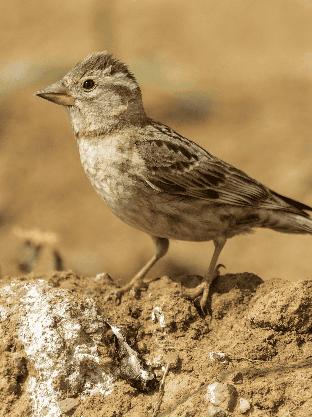 Rock Sparrow