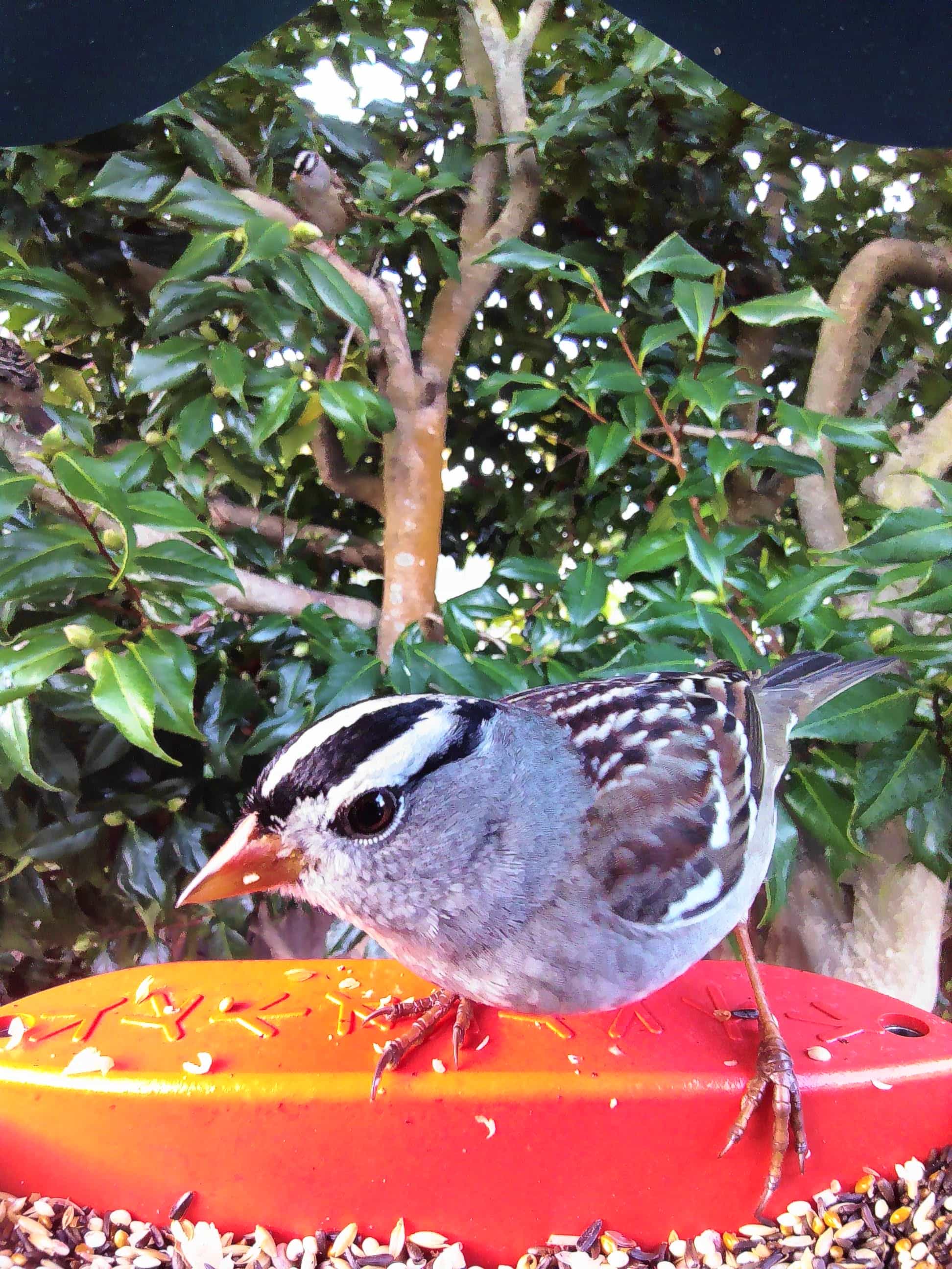 Red Wing on a feeder