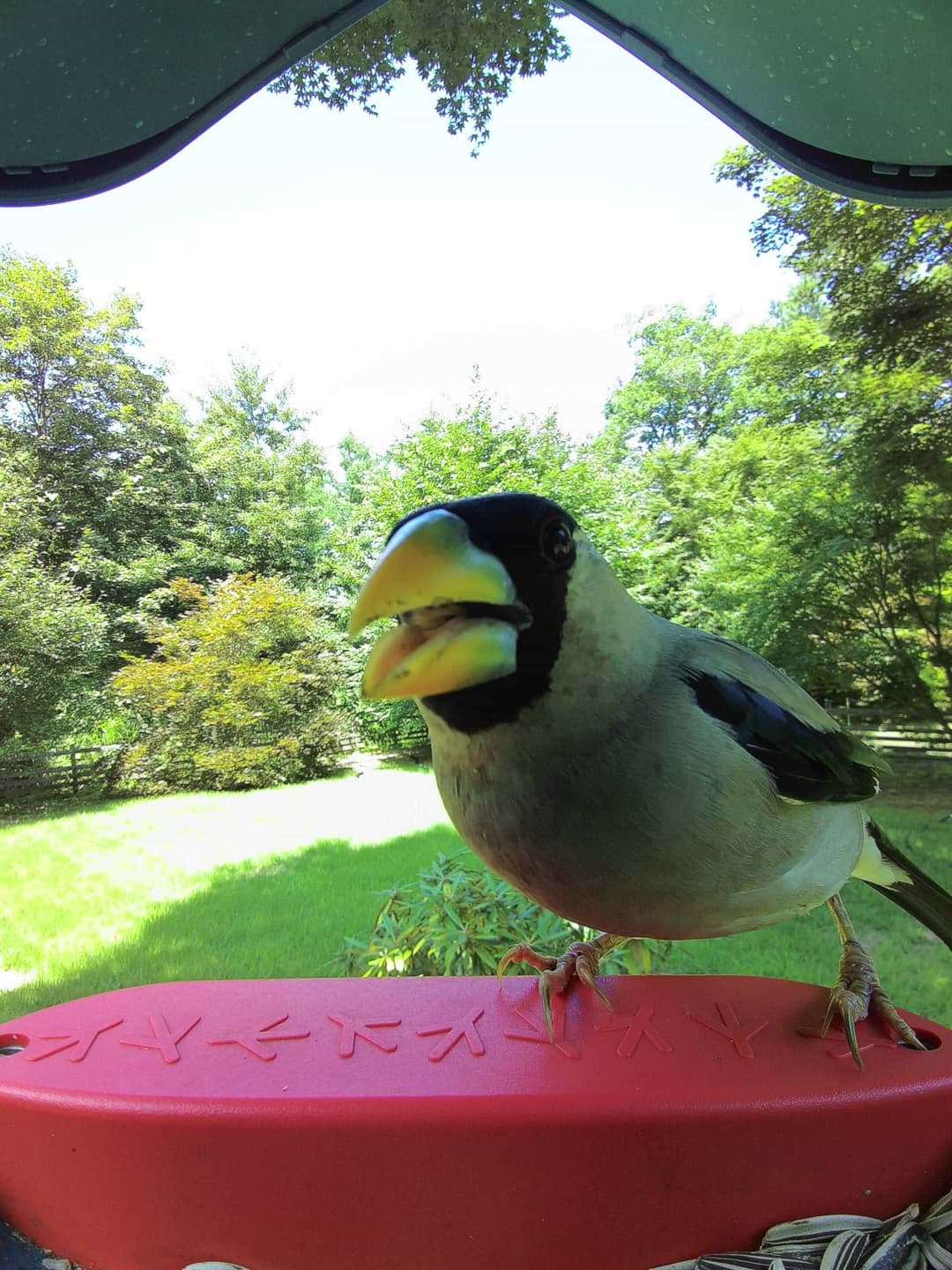 Japanese Grosbeak
