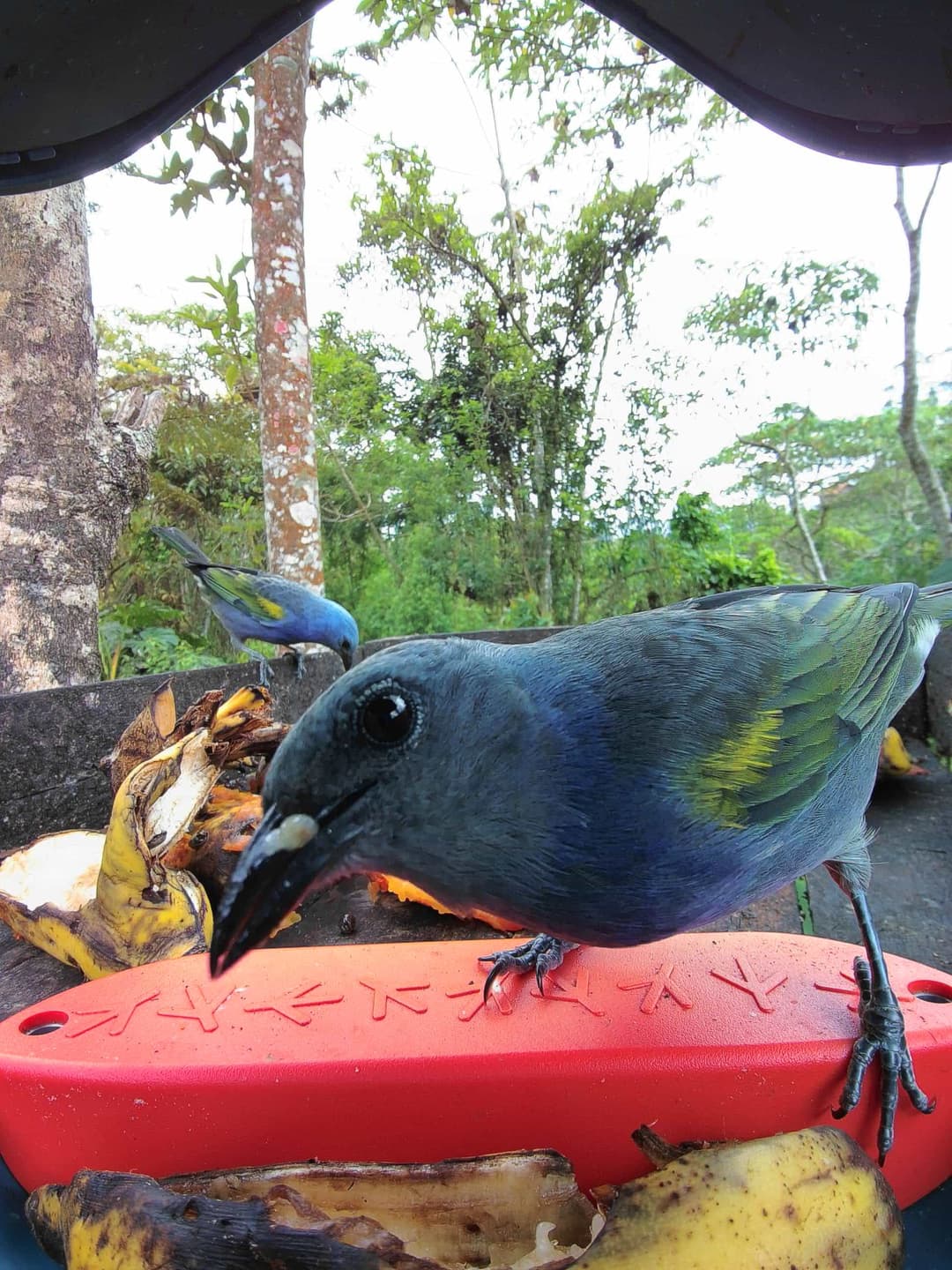 Golden-Chevroned Tanager