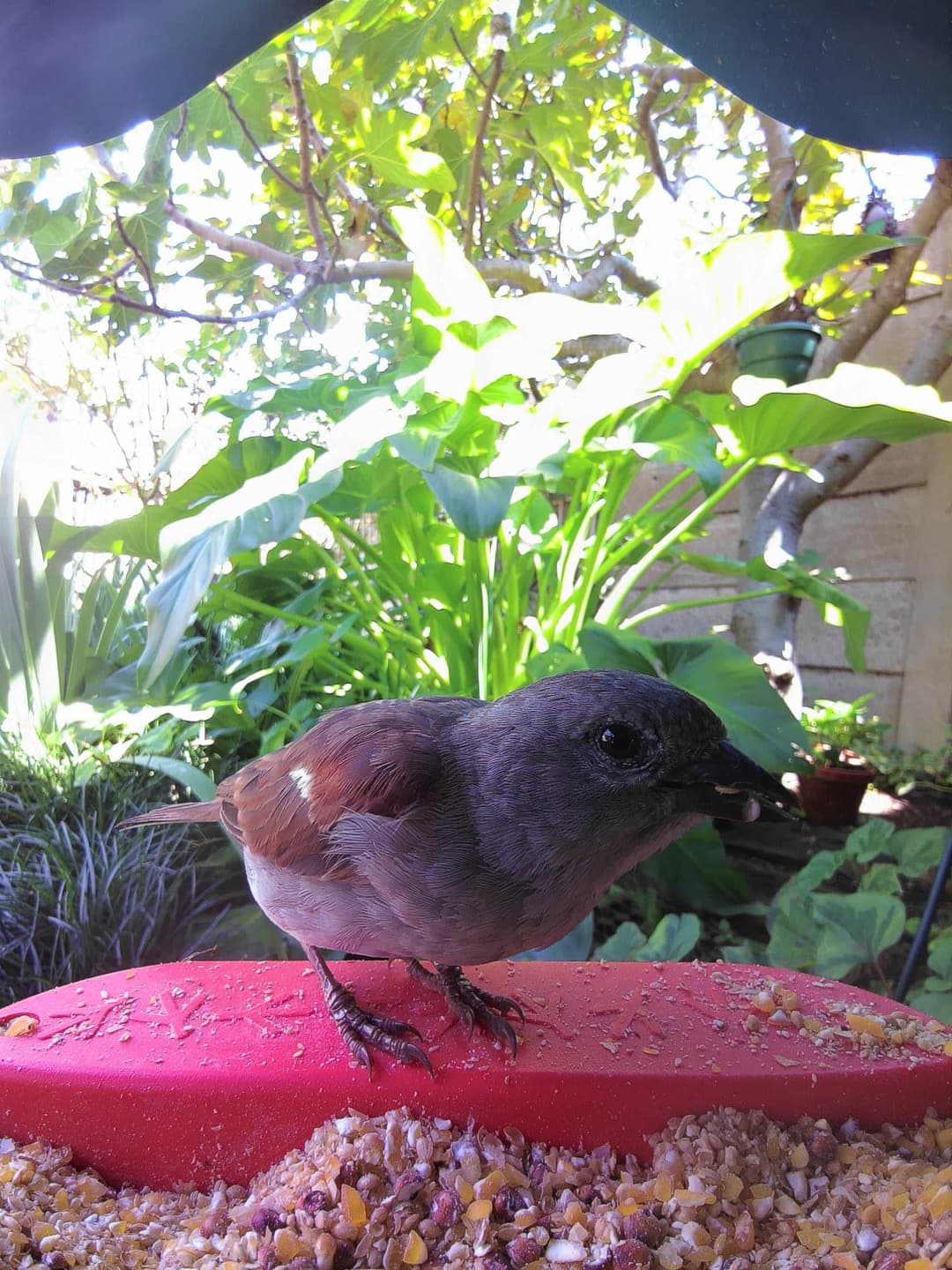 Southern Gray-Headed Sparrow