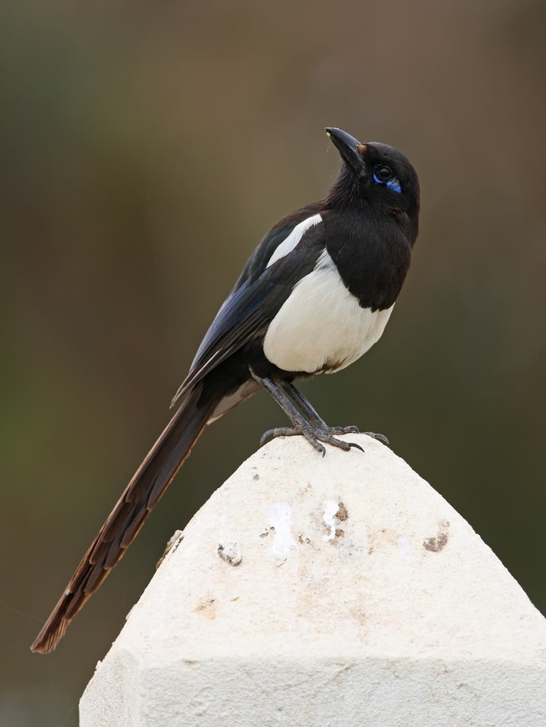 Maghreb Magpie