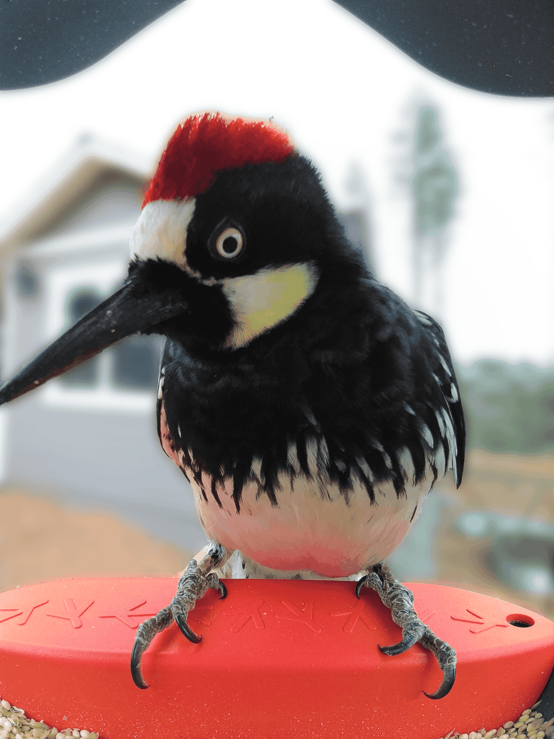 Acorn Woodpecker