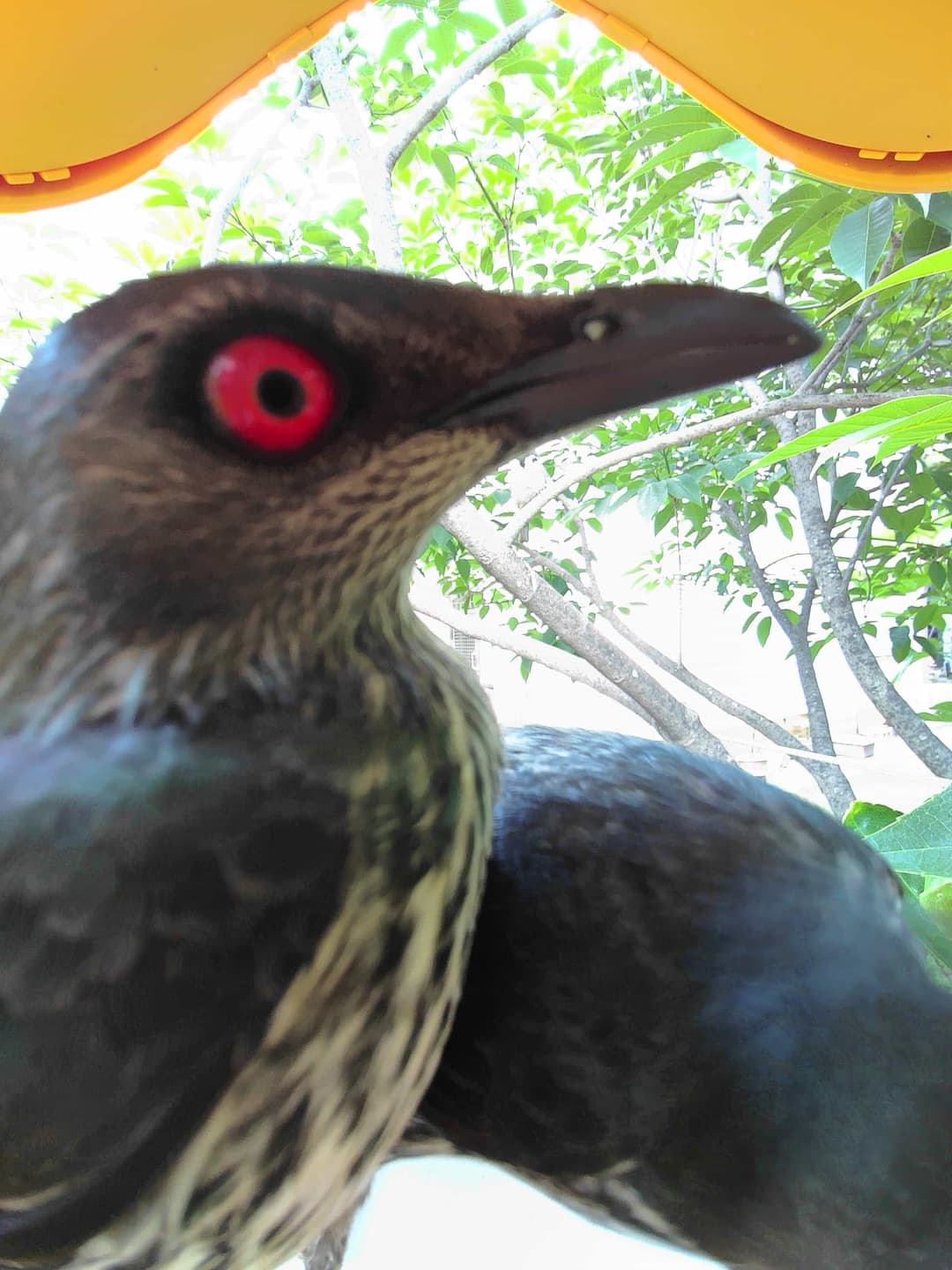 Asian Glossy Starling