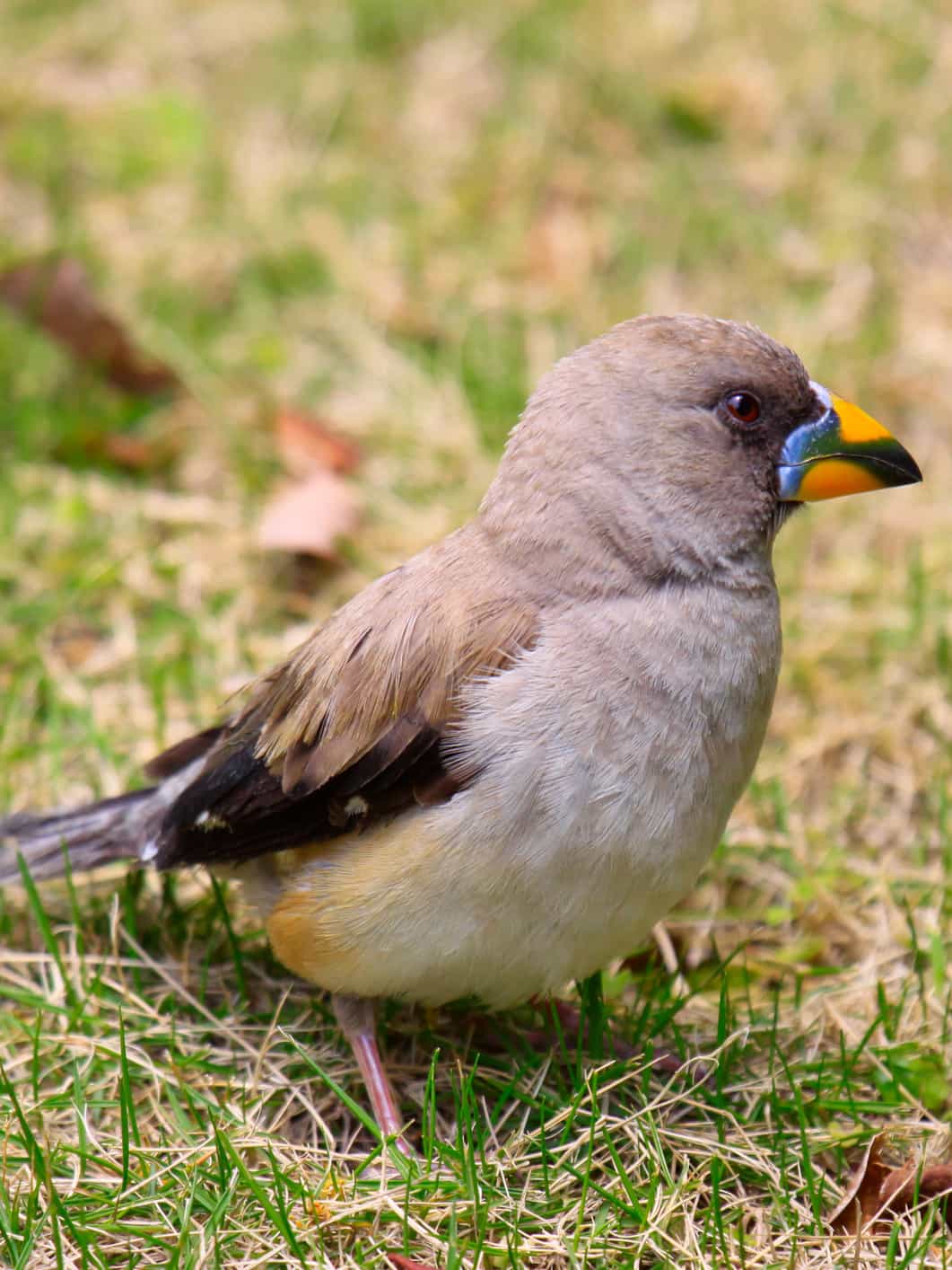 Chinese Grosbeak