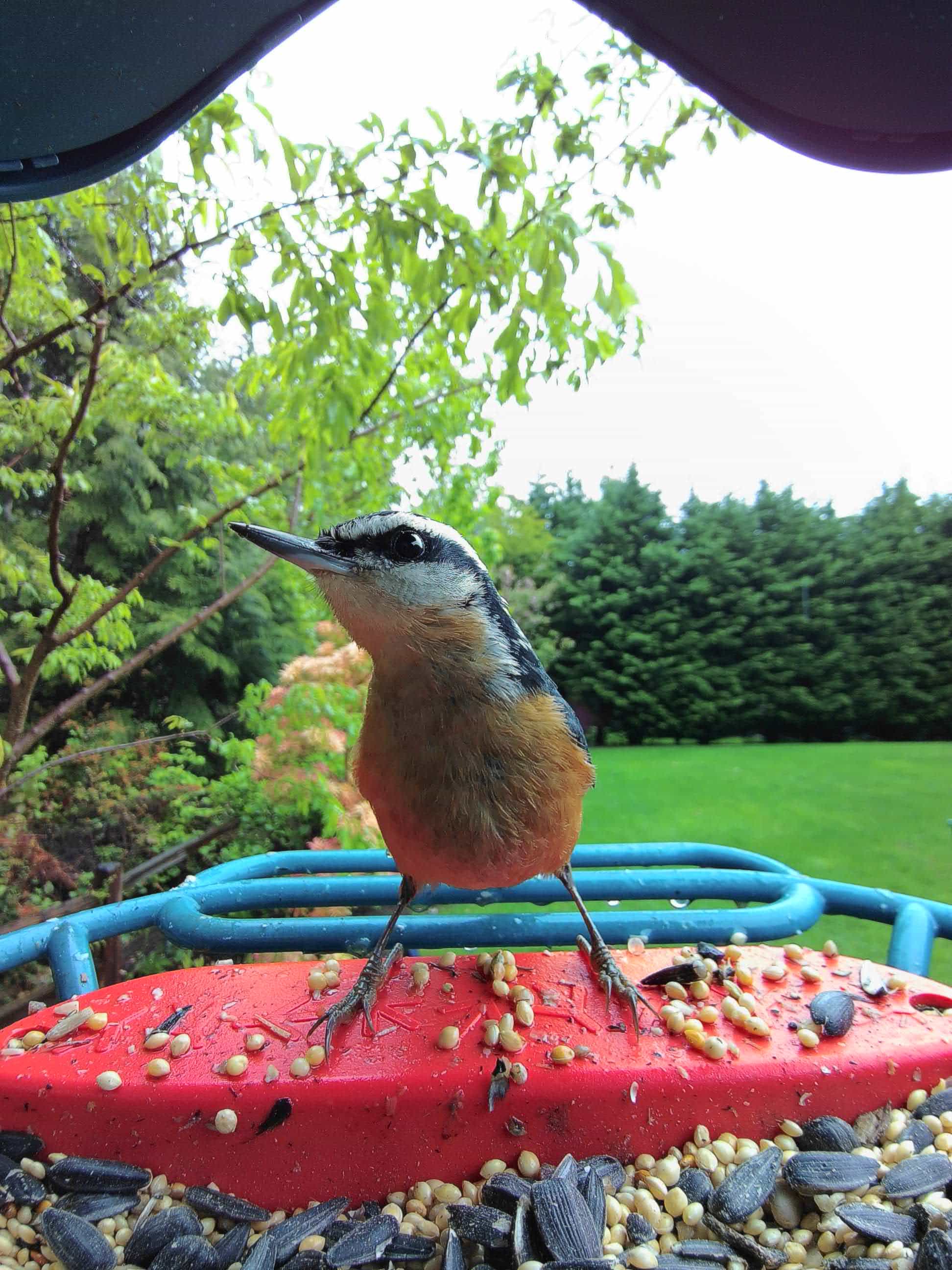 Red Wing on a feeder