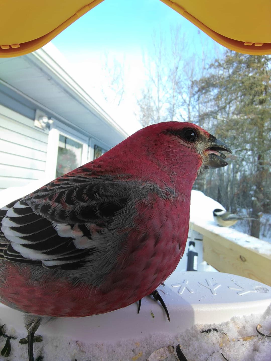 Pine Grosbeak