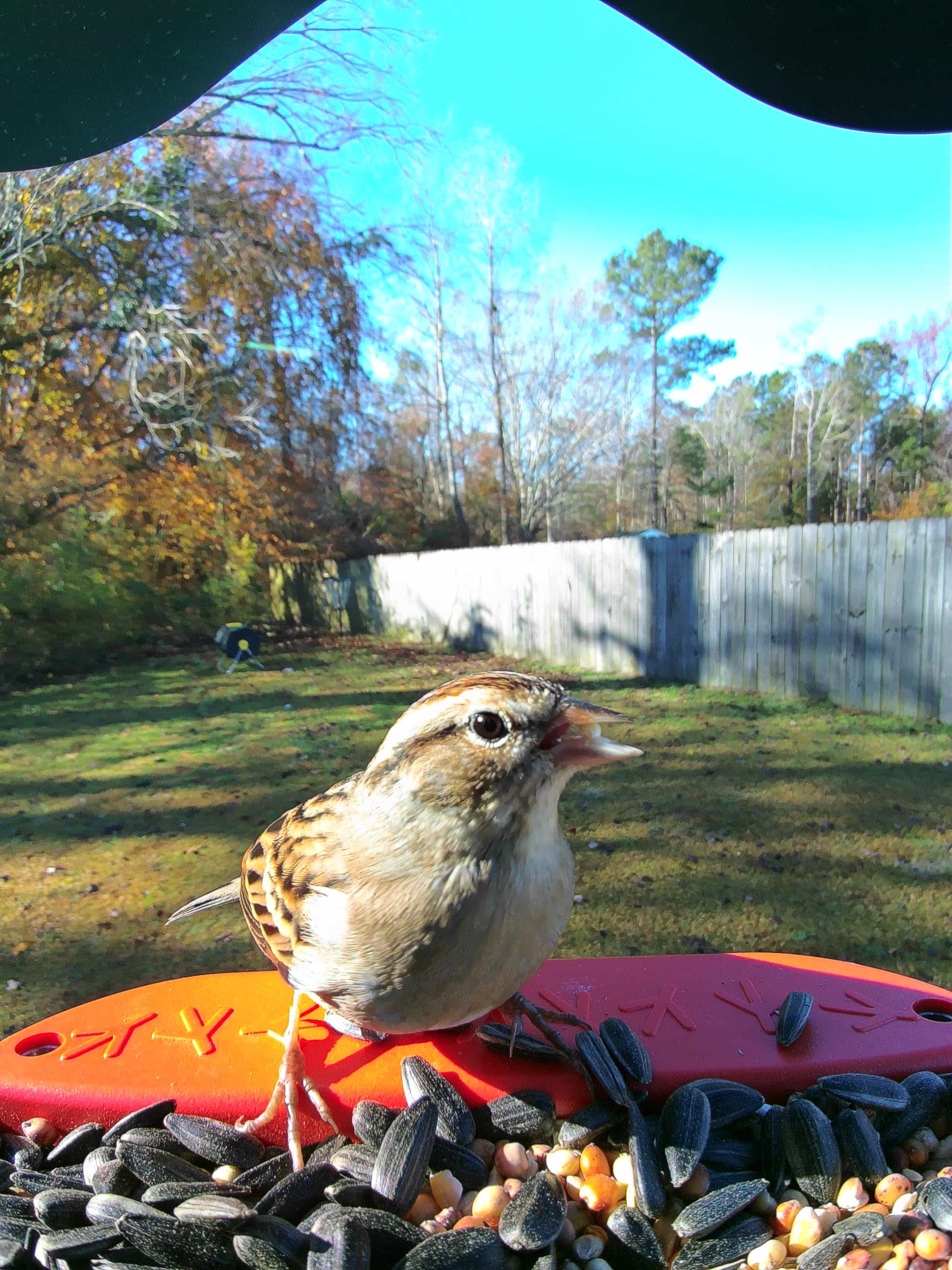 Allison Park on a feeder