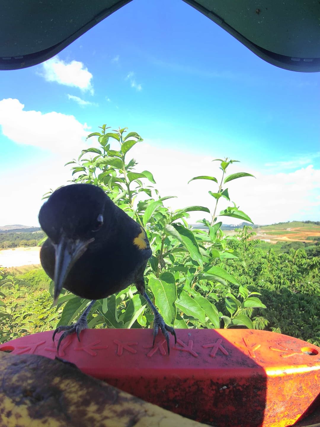 Variable Oriole